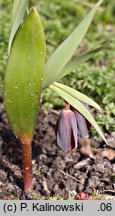 Fritillaria armena