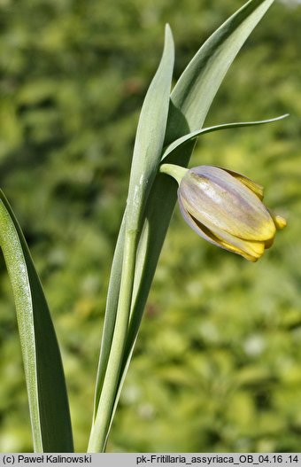 Fritillaria assyriaca