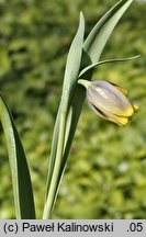 Fritillaria assyriaca