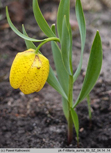 Fritillaria aurea