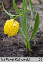 Fritillaria aurea