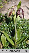 Fritillaria biflora