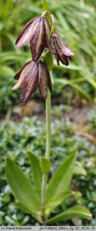 Fritillaria biflora