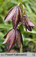 Fritillaria biflora