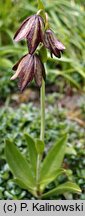 Fritillaria biflora