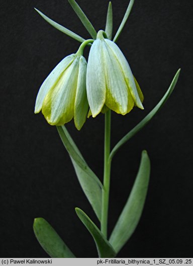 Fritillaria bithynica