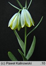 Fritillaria bithynica