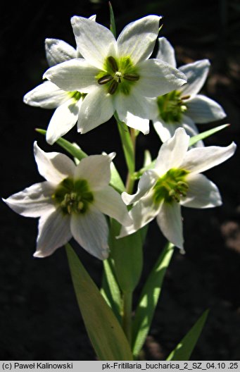 Fritillaria bucharica (szachownica bucharska)