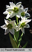 Fritillaria bucharica (szachownica bucharska)