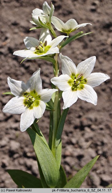 Fritillaria bucharica (szachownica bucharska)