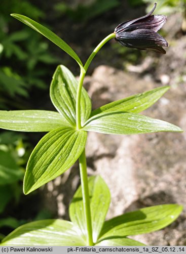 Fritillaria camschatcensis (szachownica kamczacka)