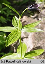 Fritillaria camschatcensis (szachownica kamczacka)