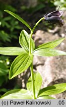 Fritillaria camschatcensis (szachownica kamczacka)