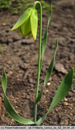 Fritillaria carica