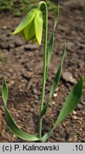 Fritillaria carica