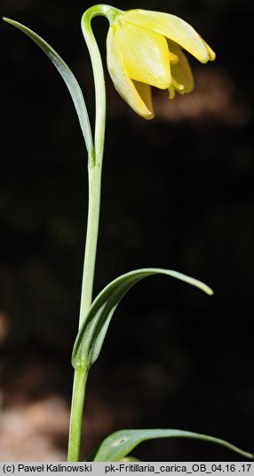 Fritillaria carica