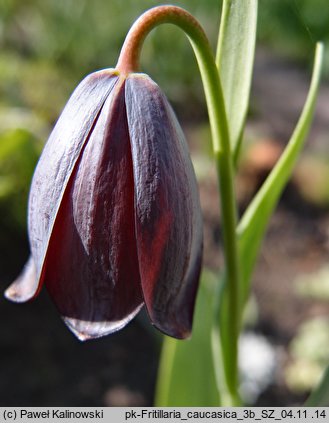 Fritillaria caucasica