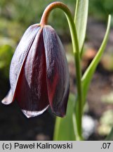 Fritillaria caucasica