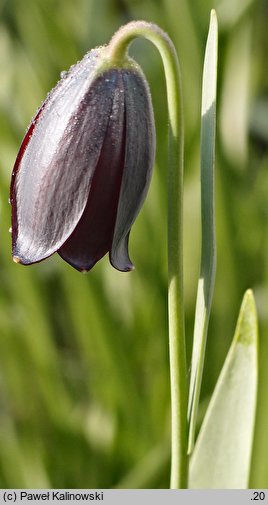 Fritillaria caucasica