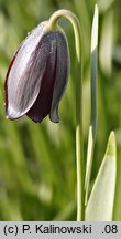 Fritillaria caucasica