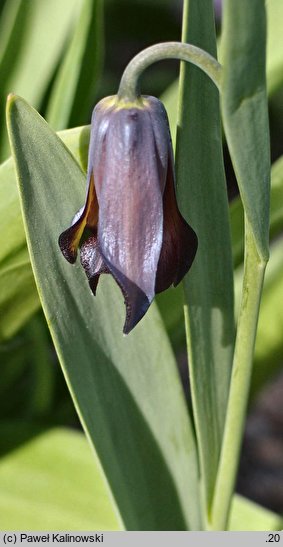 Fritillaria chlororhabdota