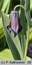 Fritillaria chlororhabdota