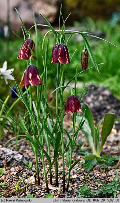 Fritillaria cirrhosa (szachownica żółta)