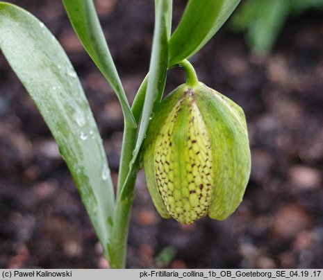 Fritillaria collina