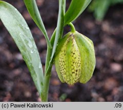 Fritillaria collina