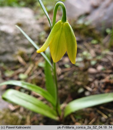 Fritillaria conica