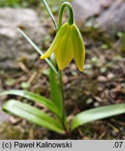 Fritillaria conica