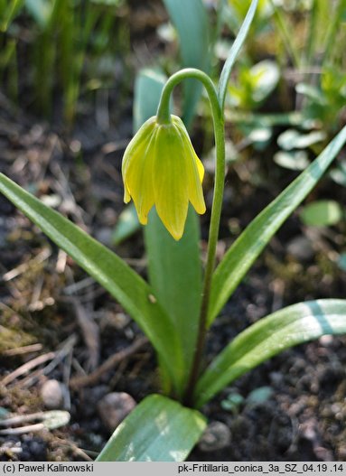 Fritillaria conica