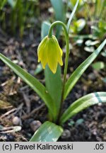 Fritillaria conica