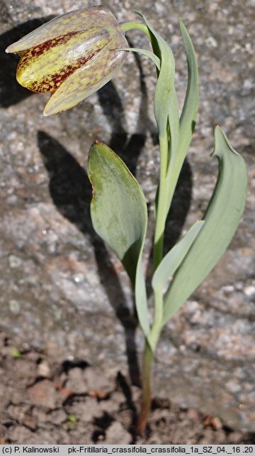 Fritillaria crassifolia ssp. crassifolia