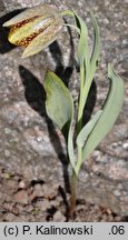 Fritillaria crassifolia ssp. crassifolia