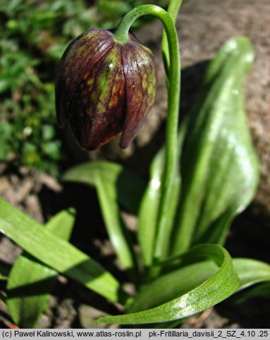 Fritillaria davisii