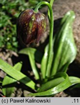 Fritillaria davisii