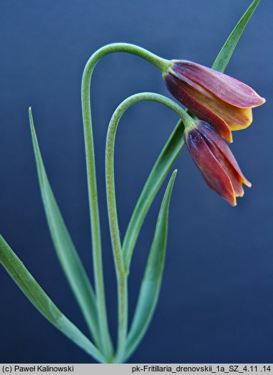 Fritillaria cirrhosa (szachownica żółta)