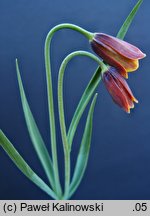 Fritillaria cirrhosa (szachownica żółta)