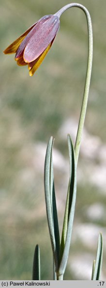 Fritillaria drenovskii