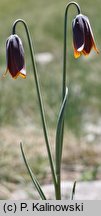 Fritillaria drenovskii