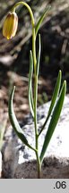 Fritillaria drenovskii