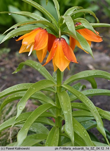 Fritillaria eduardii