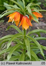 Fritillaria eduardii