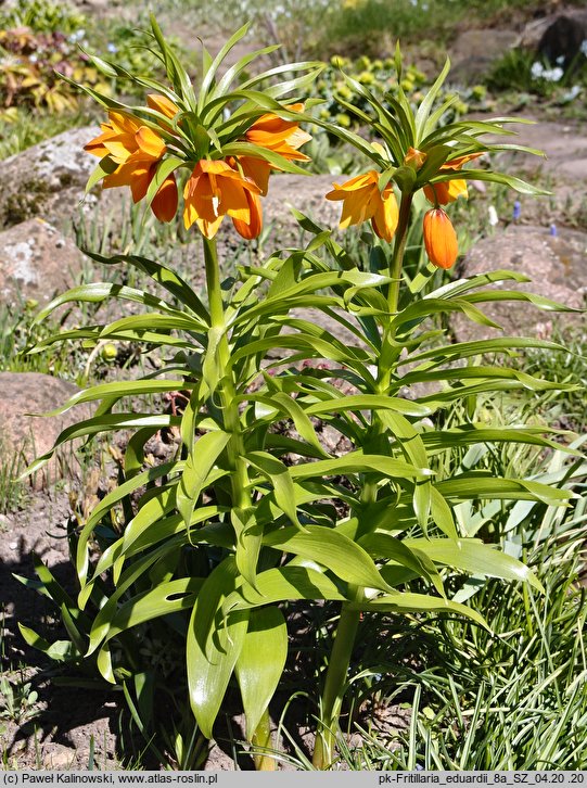 Fritillaria eduardii