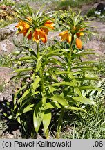 Fritillaria eduardii