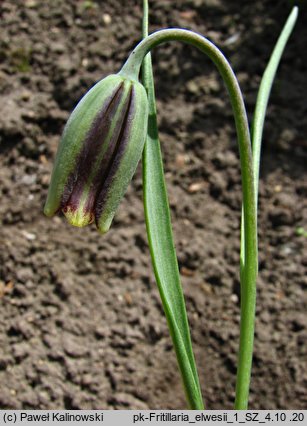 Fritillaria elwesii