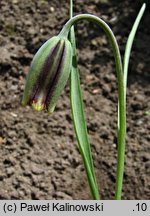 Fritillaria elwesii