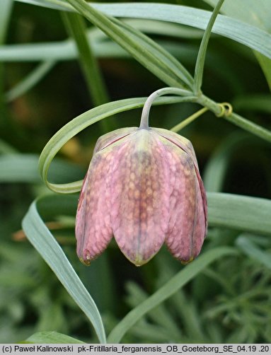 Fritillaria ferganensis