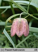 Fritillaria ferganensis